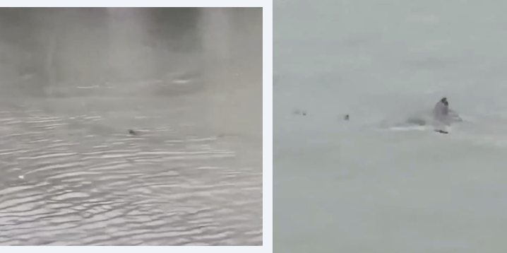 Two tight crops of the water surface, each showing a small dark object breaking the surface.