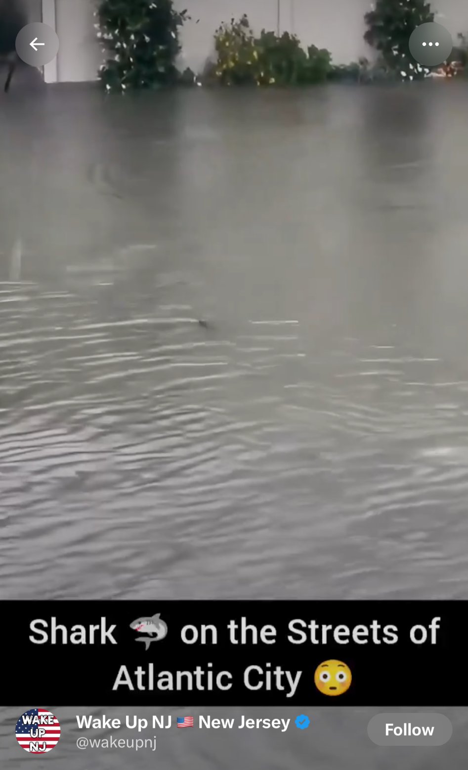 Phone screenshot of a repost of the clip, captioned “Shark on the Streets of Atlantic City”, attributed to the account Wake Up NJ.