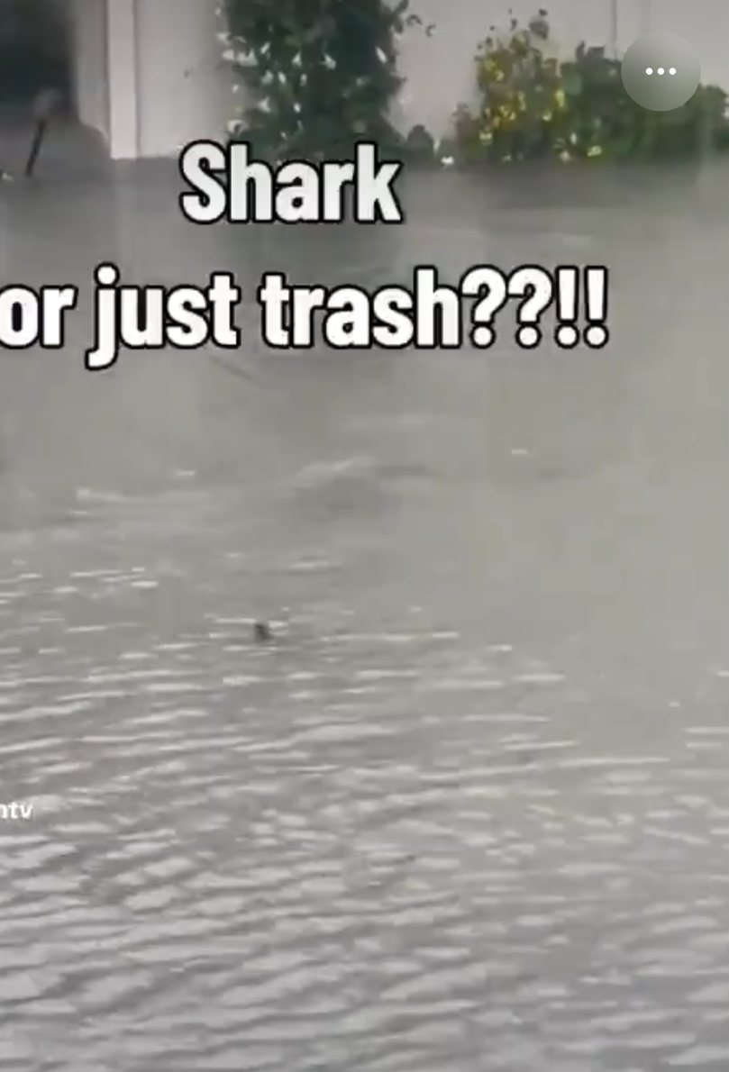 Phone screenshot of the uncredited clip: floodwater moving across a street, overlaid with the poster's text reading “Shark or just trash?!!”